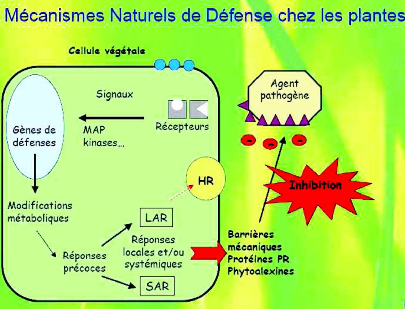 PNPP - Préparations Naturelles Peu Préoccupantes, traiter autrement