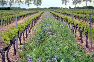 engrais verts-phacelie-vin bio-bordeaux