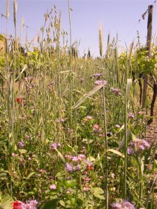 engrais verts-vignes-chapelle berard 2