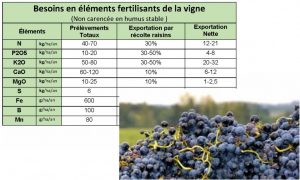 exportation vigne bordeaux