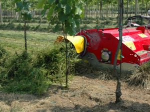 tonte enherbement vigne bio-chapelle berard